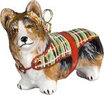 Welsh Corgi in Coat